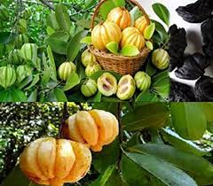 Unripe fresh mangosteen (garcinia mangostana linn). Ss Naturals Malabar Tamarind Garcinia Cambogia Garcinia Gummi Gutta Kodampuli Tree Seed 12 Seeds For Growing Amazon In Grocery Gourmet Foods