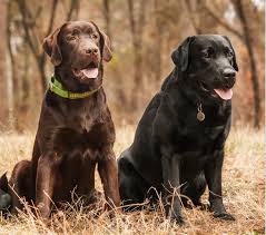 labrador retriever puppies and dogs in