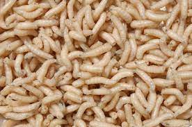 Can Maggots Drown? And Other Facts about Them