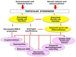 testicular cancer pathogenesis