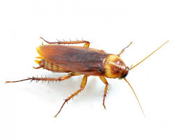 kill roaches