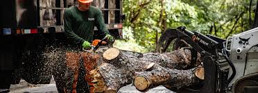 You can depend on our arborist experience and skills to bring you the desired result. Tree Service Cumming Tree Removal Trimming In Cumming Ga Sesmas Tree Service