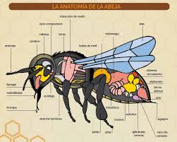 Resultado de imagen para torax abejas