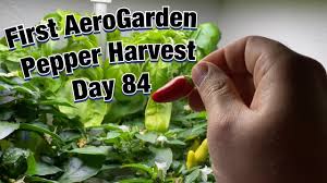 how to grow aerogarden peppers that