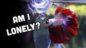 do betta fish get lonely does my