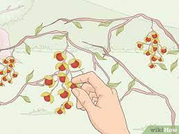how to dry bittersweet vine 9 steps