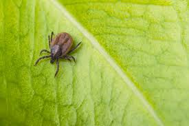 what is lyme disease and why do we need