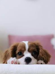 Cute Puppy Wallpaper - EnJpg