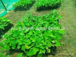 Green Fig Plant Tamil Nadu For Garden