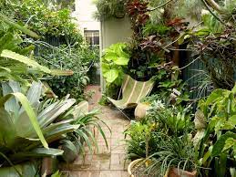 Subtropical Plants For Sydney Gardens