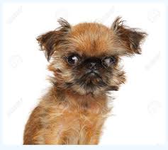 Find brussels griffon puppies and dogs for adoption today! Everything You Wanted To Know About Brussels Griffon Puppy And Were Afraid To Ask Dog Breed