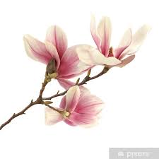 magnolia sticker pixers we live to