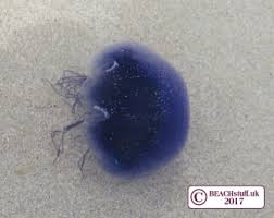Which Jellyfish Sting
