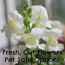 pet safe fresh cut flowers options