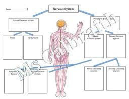 The brain is the organ that decides how a person responds to what happens in the surrounding world. Nervous System Worksheet By Msgalbraith Teachers Pay Teachers
