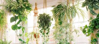 The Best 9 Indoor Hanging Plants Even A