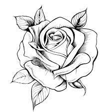 beautiful rose flower hand drawn sketch