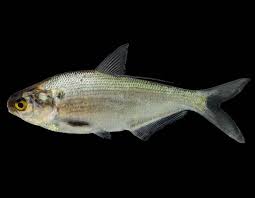 Gizzard Shad Skipjack Mdc Discover Nature