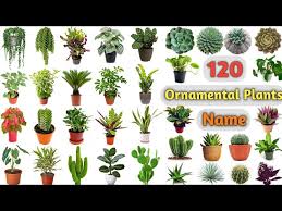 Ornamental Plants Voary Ll 120