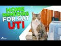 home remes for cat uti you