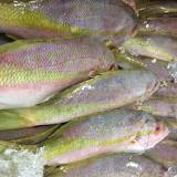 Is Yellowtail the same as snapper?