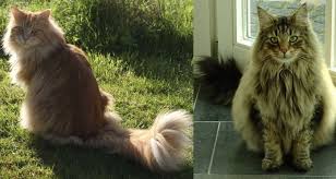 Characteristics, history, care tips coat color: Maine Coon Vs Norwegian Forest Cat The Pets Kb