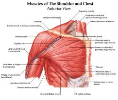 Diagram Of Upper Body Muscles Diagram Of Upper Body
