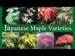 anese maple varieties you