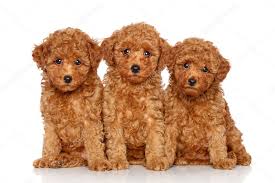 toy poodle stock photos royalty free