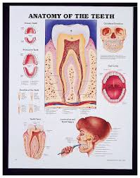 Anatomical Chart Series Organs And Structures Teaching
