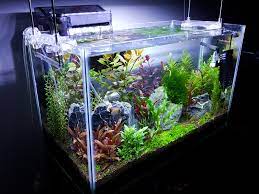 R&j enterprises 10 gallon aquarium tank house cover. 3 Months Update Of My 10 Gallon Tank Any Tips For Improvement Aquascape