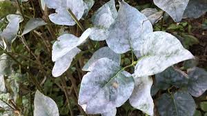 Check spelling or type a new query. That Dusty White Film Disfiguring Plant Leaves Has A Name Powdery Mildew Chicago Tribune