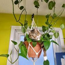 Keep Cats And Dogs Out Of Houseplants