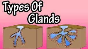 apocrine glands