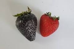 what-is-black-strawberry