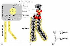 2 Phospholipid In Different Representations A Structure