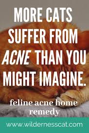 Benzoyl peroxide shampoos/gels may be helpful to reduce follicular plugging, but can be very irritating in some cats and should be used with caution. Cat Acne Treatment At Home 4 Natural Remedies For Cat Acne