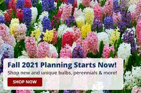 Perennial flowers especially native ones aren't just low maintenance but they can be stunning as well. Michigan Bulb Company Shop Flower Bulbs Perennials And Shrubs