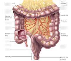 large intestine figure 25 32 diagram