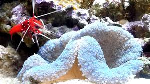 blue carpet anemone feeding you