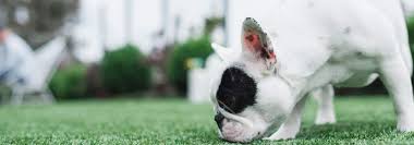 removing pet urine from artificial turf