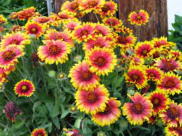 There are many different varieties to choose from for either sun or shade. 21 Easy Perennials To Plant In Canada Chatelaine