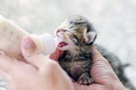 how to bottle feed a newborn kitten