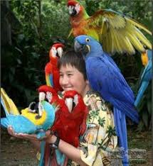 Image result for A Parrot For Sale