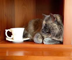 do cats drink tea petcarerx