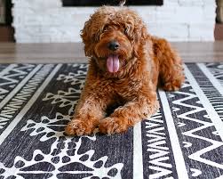 best rugs for dogs pet friendly rugs