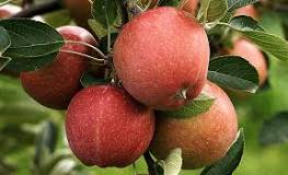 can-apple-trees-grow-in-oklahoma
