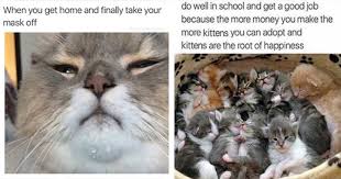 Great job meme great job quotes work quotes you rock quotes team quotes job memes job humor motivational memes inspirational quotes. Caturday Madness Fifty Fresh Cat Memes Mimicnews