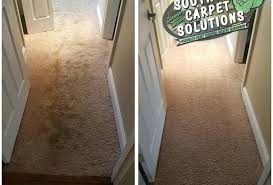 pet stain odor removal southern