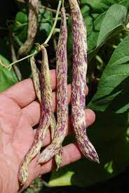 green bean varieties types of green beans